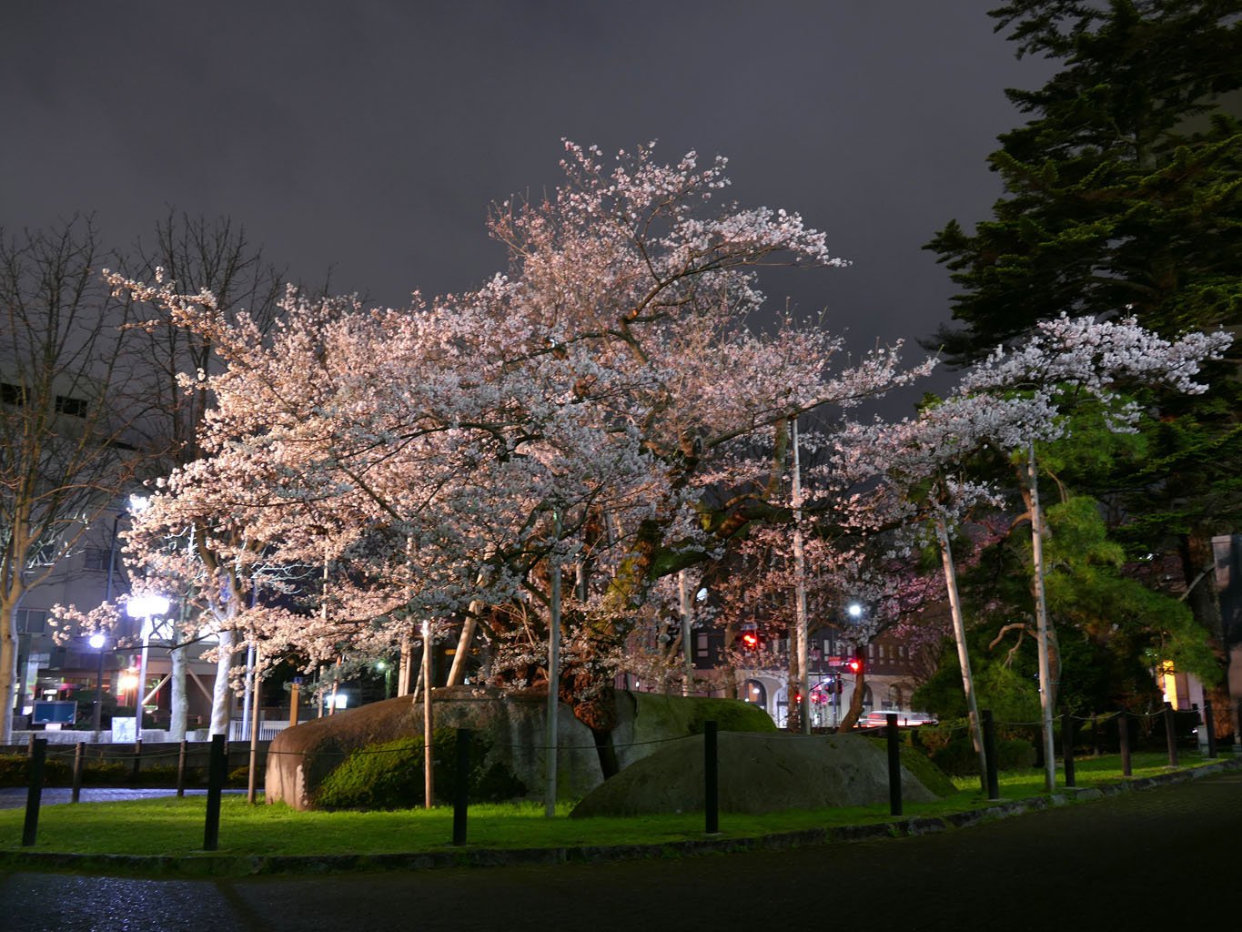 🌳 바위깨기 벚나무 (이시와리자쿠라) 이미지 7